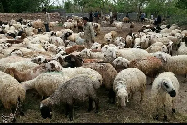 قیمت گوسفند زنده امروز 29 خرداد 1403 اعلام شد