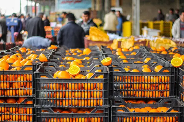 ذخیره پرتقال مازاد بر نیاز در سردخانه‌ها/صادرات پرتقال ادامه دارد