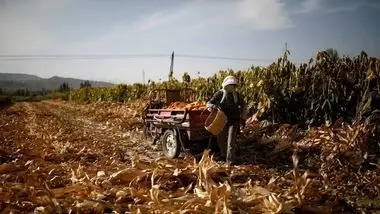 چین کشاورزان را زیر پر و بال خود گرفت