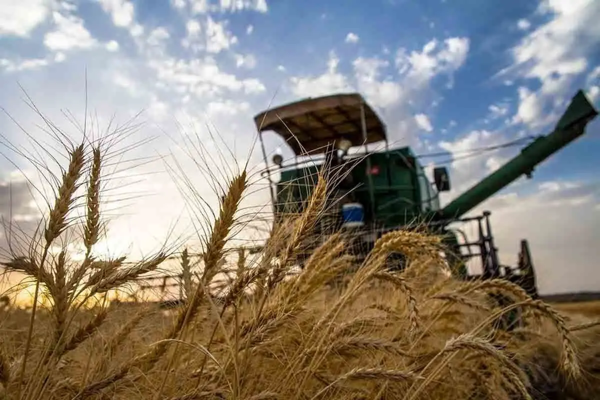 نیاز به تولید سالانه ۱۲ میلیون تن گندم در کشور 