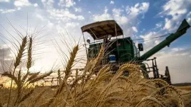 نیاز به تولید سالانه ۱۲ میلیون تن گندم در کشور 
