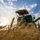 برداشت بیش از 70 هزار تن گندم در یک شهرستان کرمانشاه  