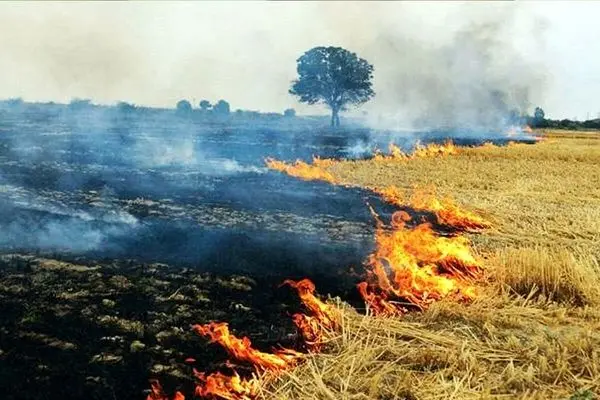 ضرب و جرح محیط بانان میانه توسط شکارچیان