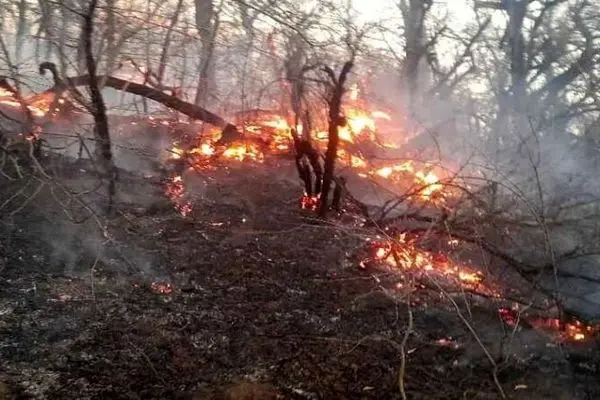 وقوع و مهار آتش‌سوزی در جنگل‌های آمل
