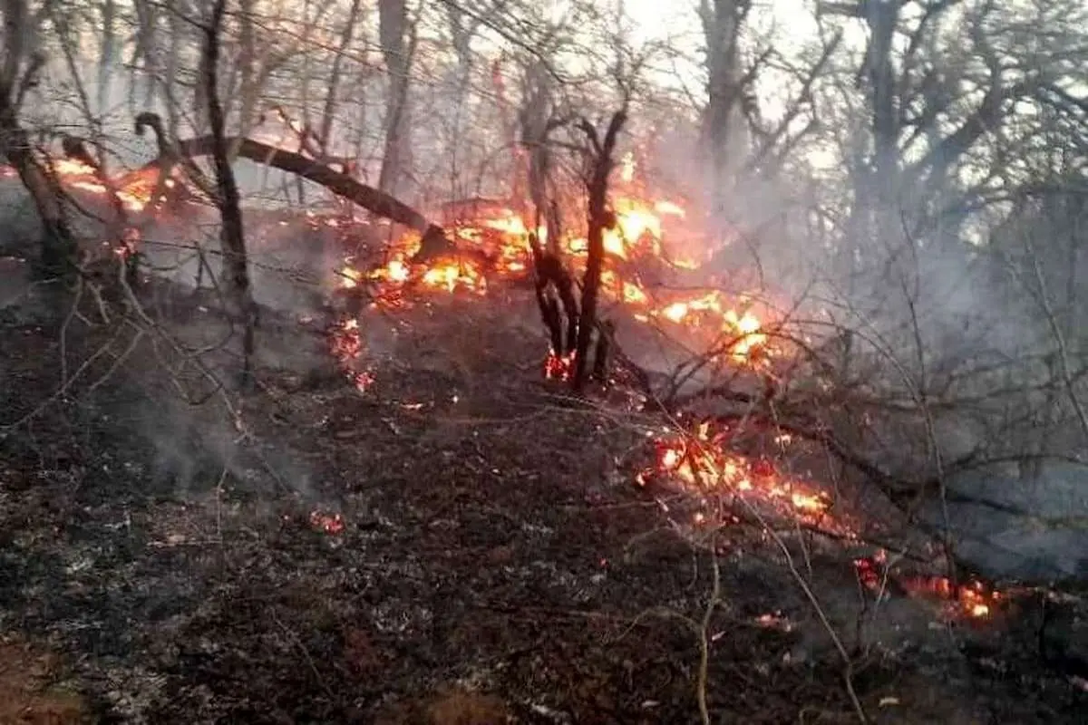 آتش سوزی جنگل طبرسو در کلاردشت