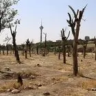 زنگ خطر خشک شدن درختان پایتخت