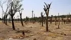 زنگ خطر خشک شدن درختان پایتخت