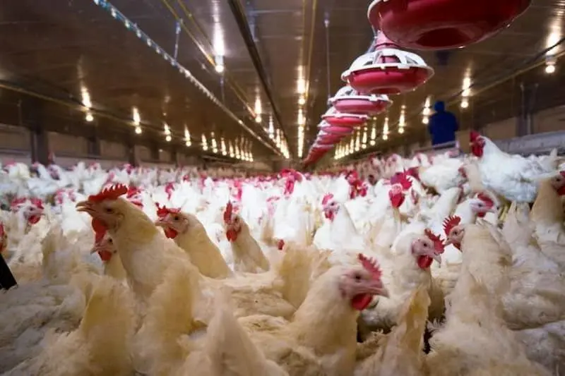  رونق سوخت سبز در آمریکا قیمت مرغ را کاهش می‌دهد