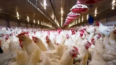 قیمت مرغ و شترمرغ زنده گوشتی چقدر است؟