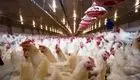 قیمت مرغ و شترمرغ زنده گوشتی چقدر است؟