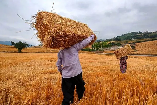  کشاورزان محصولات خود را بیمه کنند