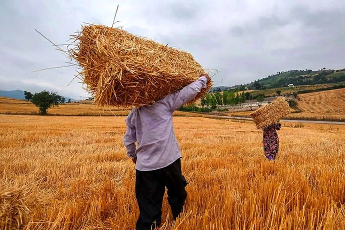 وزیر جهاد کشاورزی از تعیین نرخ خرید تضمینی گندم خبر داد