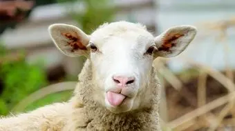  هر کیلوگرم گوسفند زنده در بازار چند؟ 
