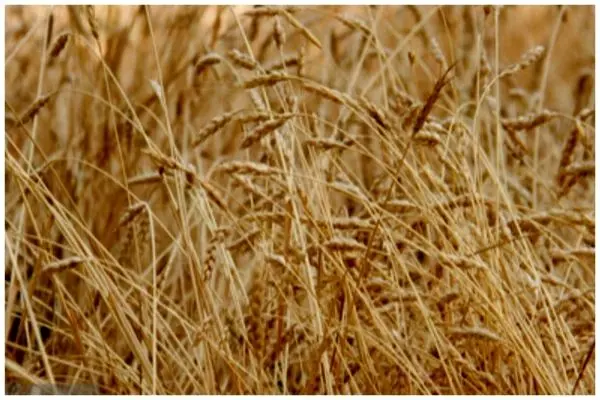 خرید گندم در بوشهر کاهشی شد