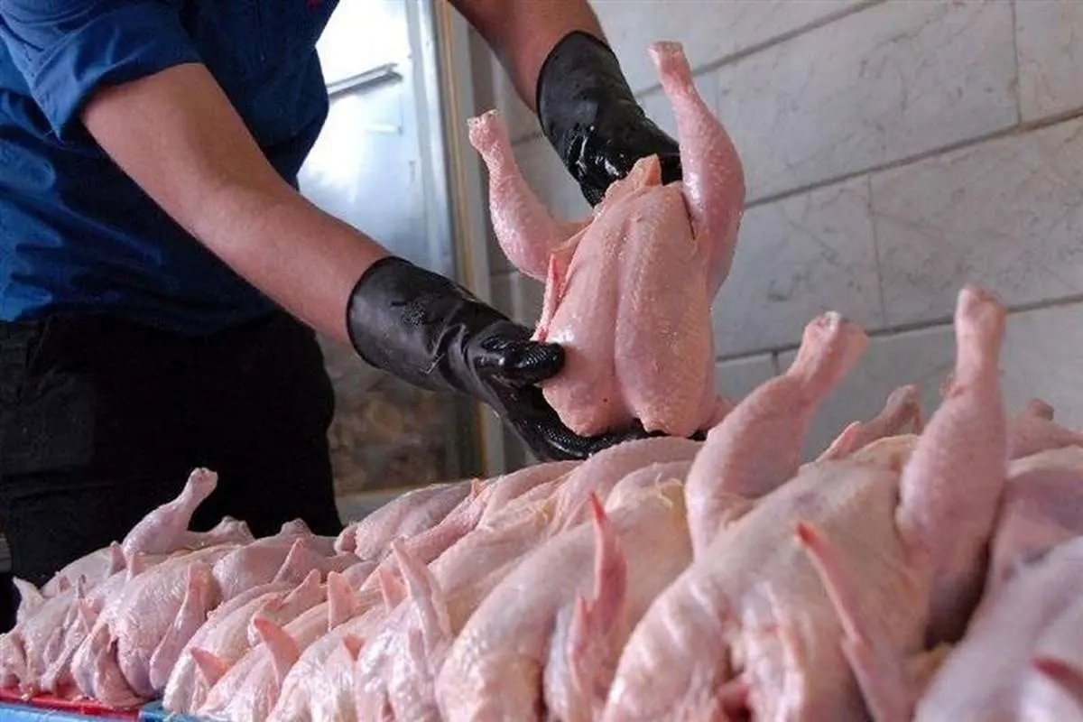 35 هزارتن گوشت مرغ خرید تضمینی شد