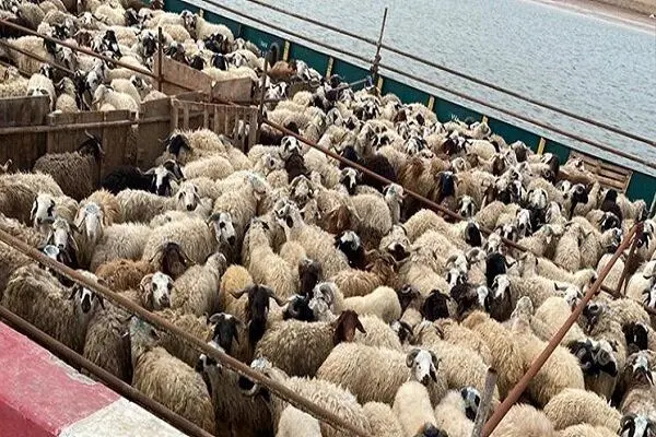 قیمت گوسفند زنده امروز 27 خرداد 1403 در آستانه عید قربان اعلام شد