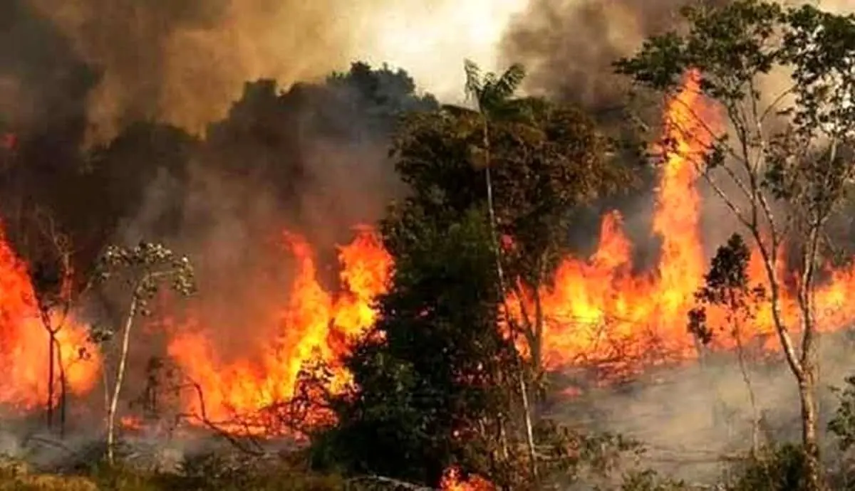 آتش‌سوزی‌ جنگل‌های هیرکانی مازندران تمامی ندارد