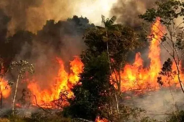 آتش‌سوزی در جنگل‌های کجور نوشهر؛ تلاش برای مهار حریق
