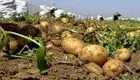 پرداخت مشوق صادراتی، راه حلی مناسب برای رونق صادرات سیب زمینی