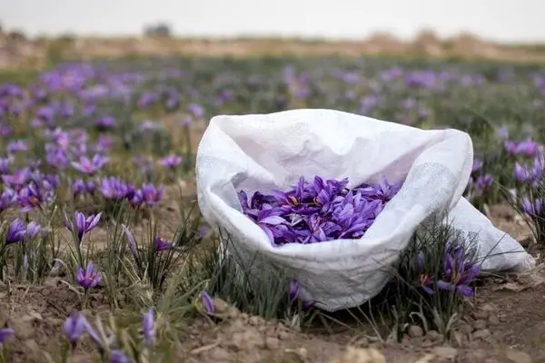 تامین ۹۰ درصد زعفران دنیا توسط ایران