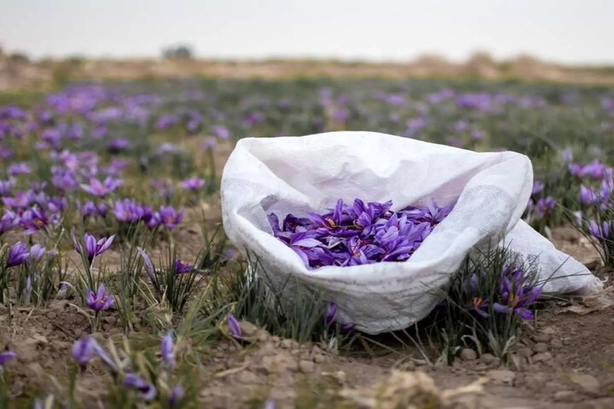 ایران بیش از ۹۰ درصد زعفران دنیا را تامین می‌کند/ قیمت هر کیلو زعفران صادراتی ایران چند؟