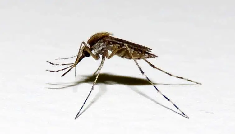 اینفوگرافیک| علائم و نشانه‌های مالاریا