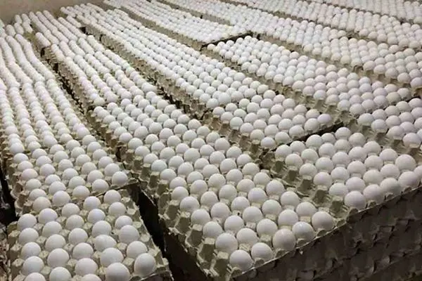 صادرات مرغ و تخم‌مرغ ایران به عراق متوقف شد