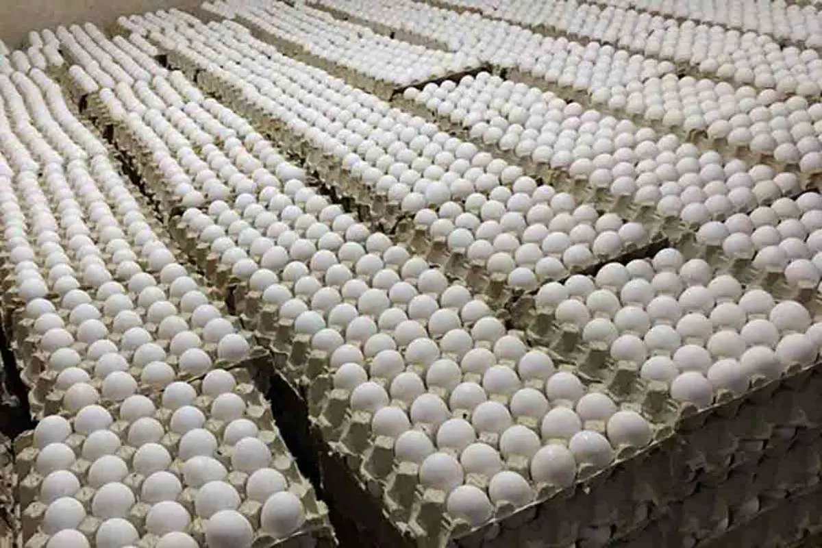 تولید روزانه ۳ هزار و ۸۰۰ تن تخم‌مرغ؛ مازاد بر نیاز کشور تولید داریم