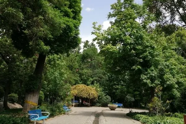  قطع ۱۶هزار درخت در تهران تایید شد!