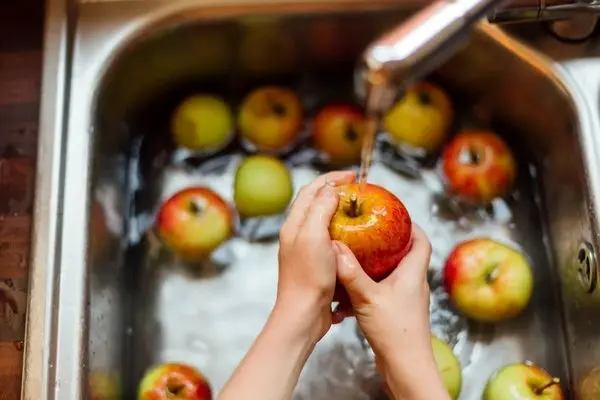 باغات گلستان در محاصره مگس مدیترانه ای