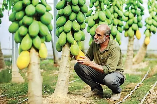 سرشماری عمومی کشاورزی سال ۱۴۰۳ ابلاغ شد