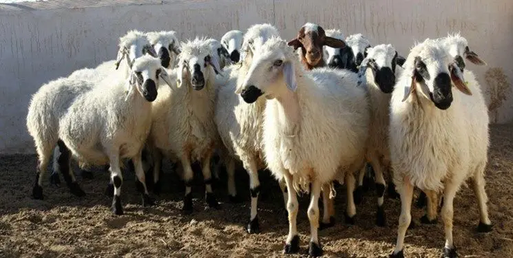 قیمت گوسفند زنده امروز ۸ تیر 1403