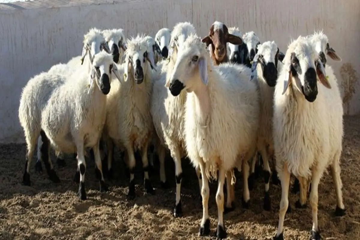 قیمت گوسفند زنده امروز 8 تیر 1403