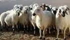 قیمت گوسفند زنده امروز 30 خرداد 1403