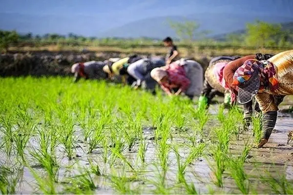 کشت برنج در پارس‌آباد اردبیل ممنوع شد