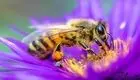 گونه‌‌ای از زنبور که یک هفته زیر آب می‌ماند!