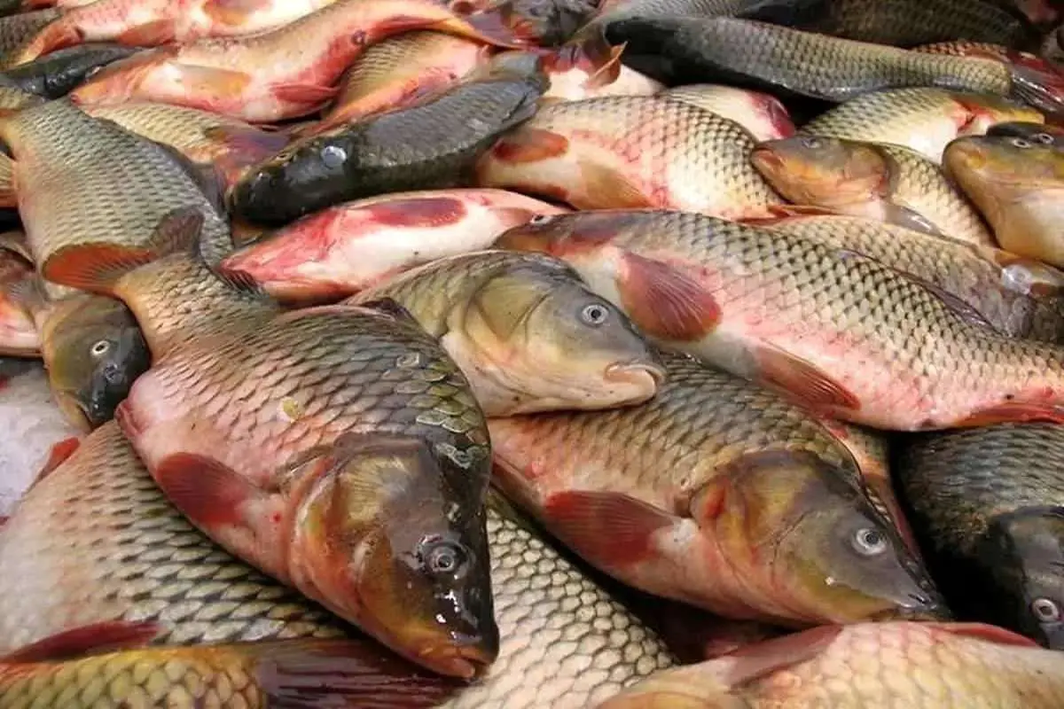 چرا محیط‌زیست مجوز پرورش ماهی تیلاپیا را صادر نمی‌کند؟