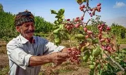 افول ایران در بازار پسته/ پیمان‌سپاری ارزی نتیجه‌ای جز سقوط صادرات نداشت!