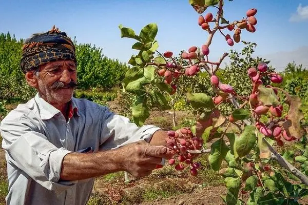 افول ایران در بازار پسته/ پیمان‌سپاری ارزی نتیجه‌ای جز سقوط صادرات نداشت!