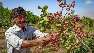 افول ایران در بازار پسته/ پیمان‌سپاری ارزی نتیجه‌ای جز سقوط صادرات نداشت!