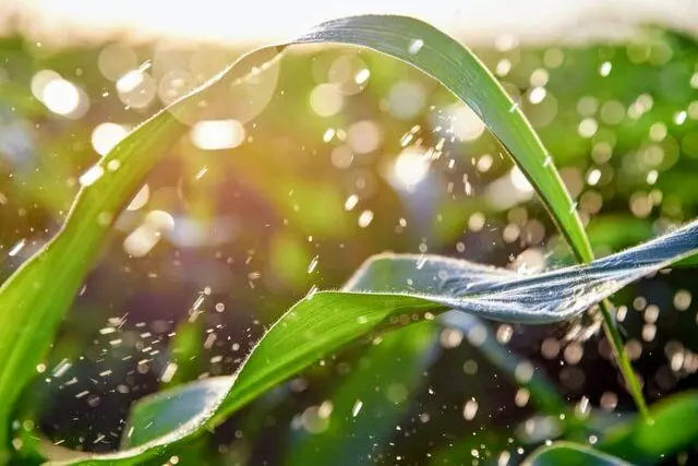 تاثیر تغییرات الگوی بارندگی بر گیاهان زمین