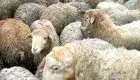 قیمت گوسفند زنده امروز 27 خرداد 1403 در آستانه عید قربان اعلام شد