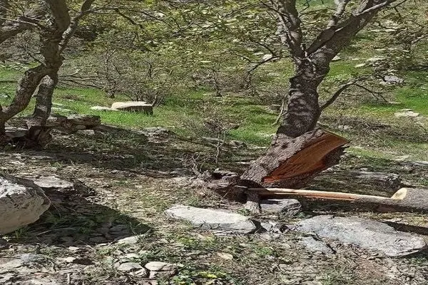 محیط زیست: پیگیر موضوع قطع اشجار باغ گلستان هستیم