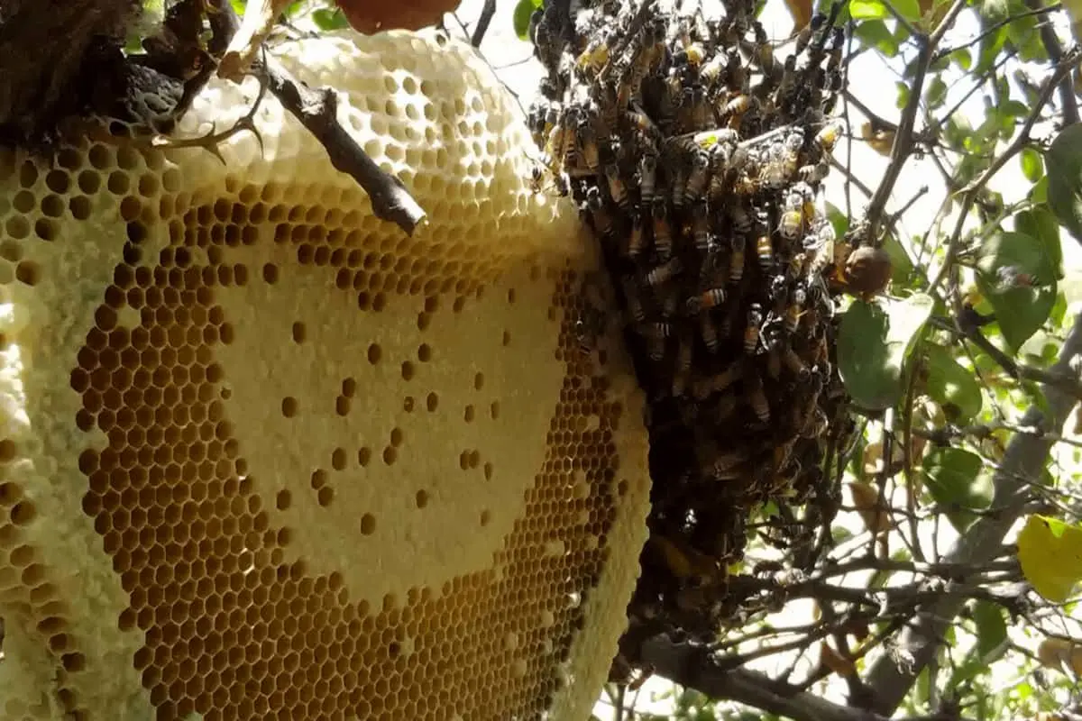 شکر تحویلی به زنبورداران 13 هزار تومان گران شد