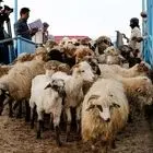 قیمت دام زنده امروز 9 مرداد 1403/ گوسفند زنده در تهران چند؟ + جدول
