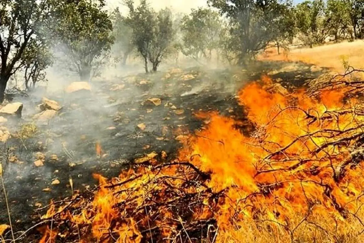 افزایش چشمگیر آتش سوزی ها در همدان/ 500 هکتار دچار آتش سوزی شد