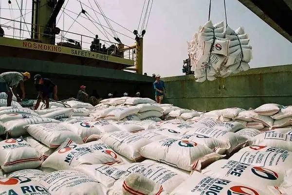  دستور کاهش میزان واردات برنج در زمان برداشت محصول