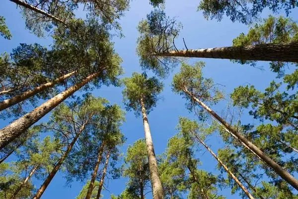 درختان در گرمای طاقت‌فرسا؛ قربانیان خاموش تغییرات اقلیمی