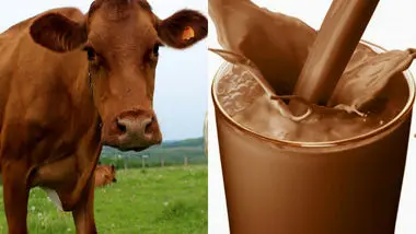 یک خطای باورنکردنی/ شیر کاکائو از گاوهای قهوه‌ای تهیه می‌شود!