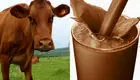 یک خطای باورنکردنی/ شیر کاکائو از گاوهای قهوه‌ای تهیه می‌شود!
